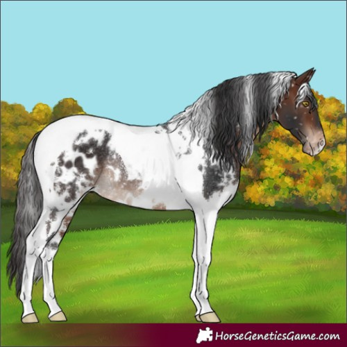 Horse Color:White Spotted Brown Tobiano Appaloosa Rabicano