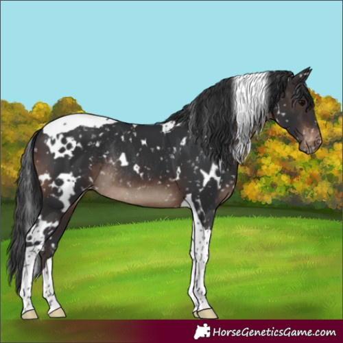 Horse Color:White Spotted Brown Tobiano Appaloosa Rabicano