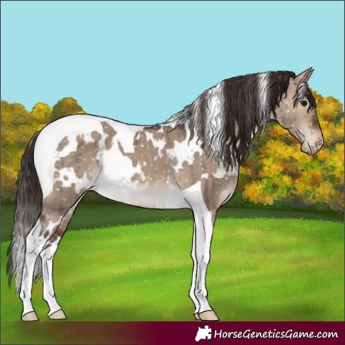 Horse Color:White Spotted Brown Dun Tobiano Appaloosa Brindle