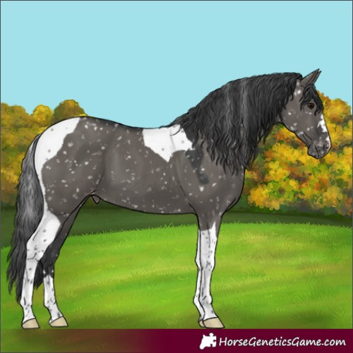 Horse Color:Grullo Tobiano Appaloosa
