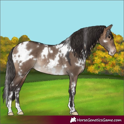 Horse Color:White Spotted Brown Dun Appaloosa Rabicano 