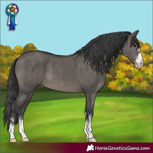 Horse Color:Grullo Appaloosa Brindle 