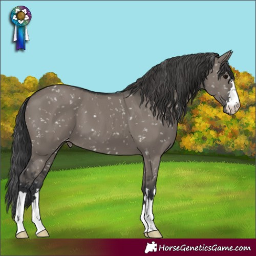 Horse Color:Grullo Appaloosa