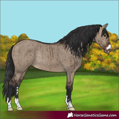 Horse Color:Brown Dun Appaloosa Rabicano Brindle