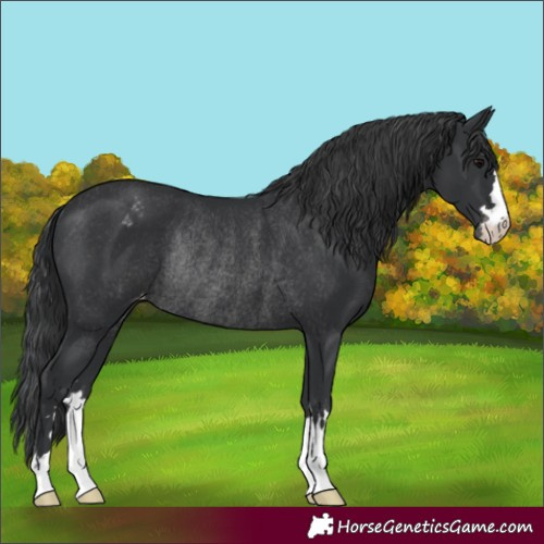 Horse Color:Black Varnish Rabicano 