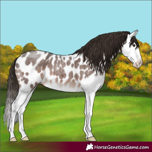 Horse Color:Liver Red Roan Splash Appaloosa 