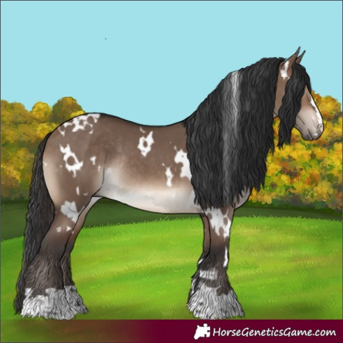 Horse Color:White Spotted Brown Dun Rabicano 
