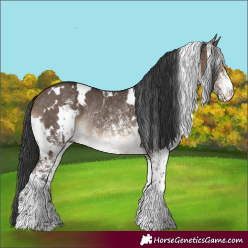 Horse Color:White Spotted Brown Dun Rabicano