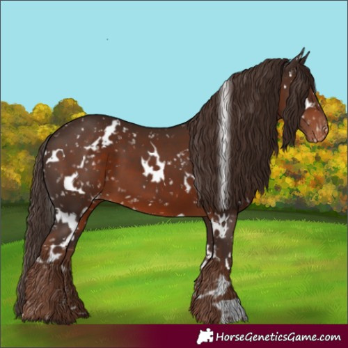 Horse Color:White Spotted Liver Chestnut Appaloosa 