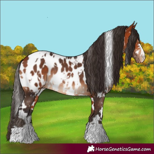 Horse Color:White Spotted Bay Appaloosa Rabicano
