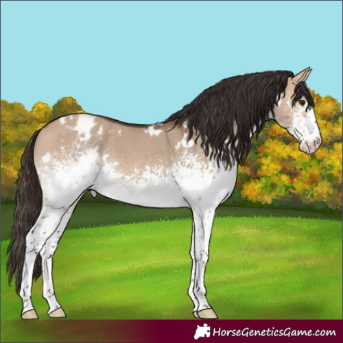 Horse Color:White Spotted Bay Dun Blanket 
