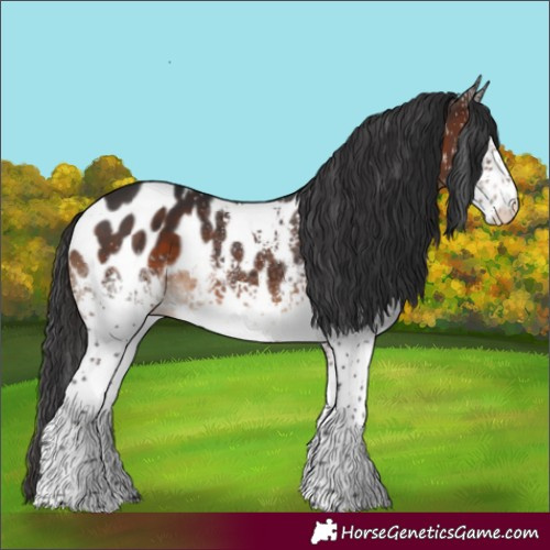 Horse Color:White Spotted Brown Appaloosa Rabicano