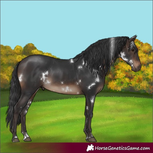 Horse Color:White Spotted Brown Rabicano