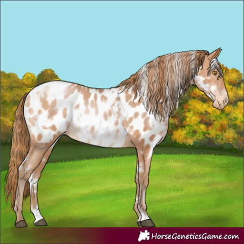 Horse Color:White Spotted Brown Pearl Sabino Near Leopard Rabicano 