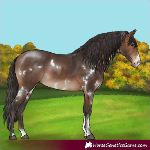 Horse Color:White Spotted Brown Sabino 