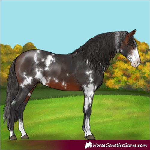 Horse Color:White Spotted Brown Sabino 