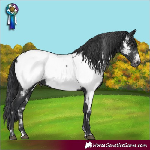 Horse Color:White Spotted Black Appaloosa