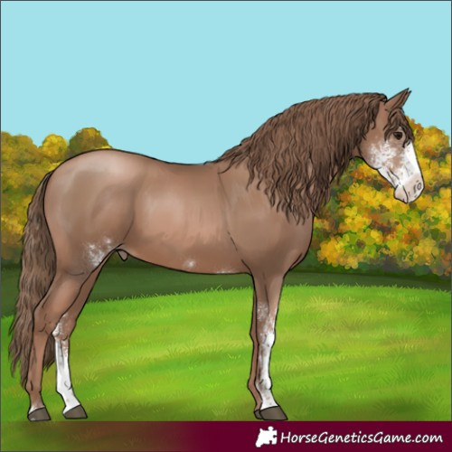 Horse Color:Black Pearl Sabino