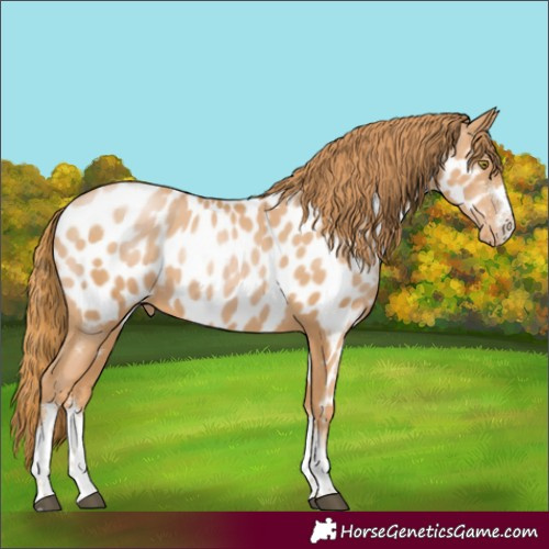 Horse Color:Chestnut Pearl Appaloosa Rabicano 