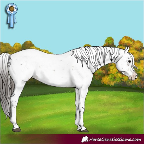 Horse Color:Brown Sabino Appaloosa