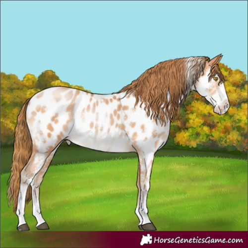 Horse Color:Bay Pearl Sabino Appaloosa Rabicano