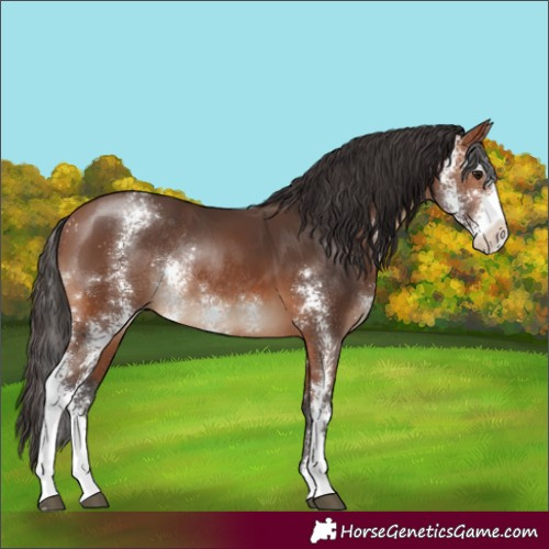 Horse Color:Bay Sabino Rabicano