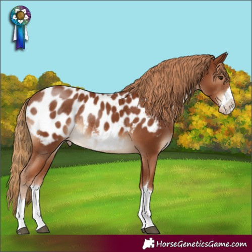 Horse Color:Chestnut Appaloosa Rabicano