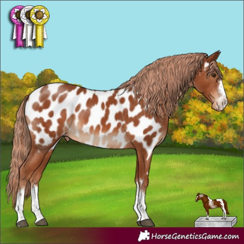Horse Color:Chestnut Appaloosa Rabicano