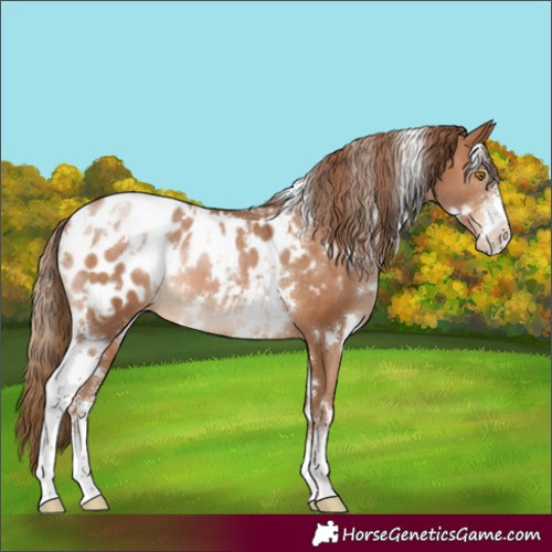 Horse Color:White Spotted Brown Pearl Sabino Appaloosa
