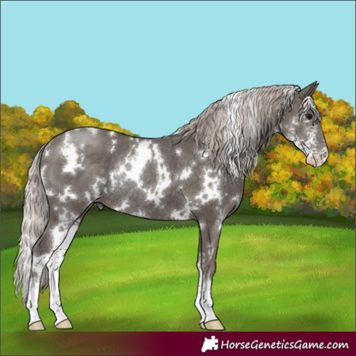 Horse Color:White Spotted Silver Black Sabino Rabicano