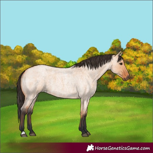 Horse Color:Unknown 