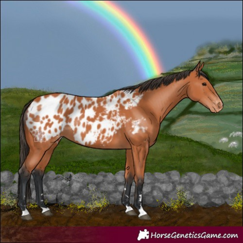 Horse Color:Bay Near Leopard 