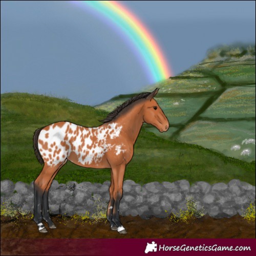 Horse Color:Bay Appaloosa