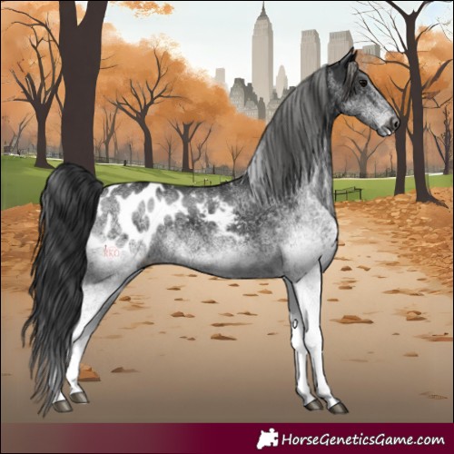 Horse Color:Gray White Spotted Black Appaloosa 
