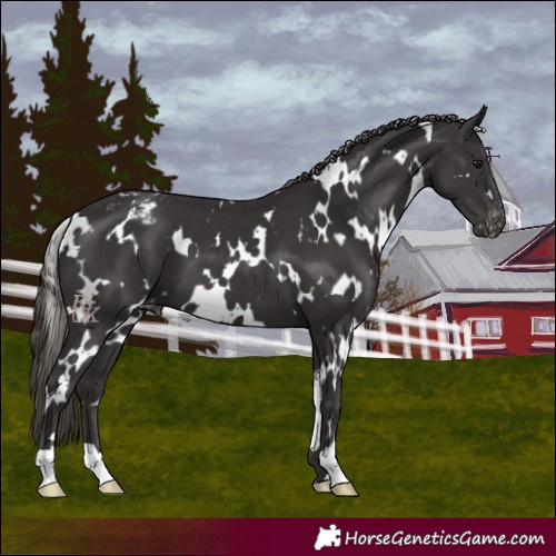 Horse Color:White Spotted Smoky Black Varnish 