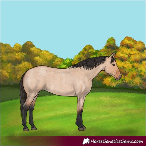 Horse Color:Unknown 