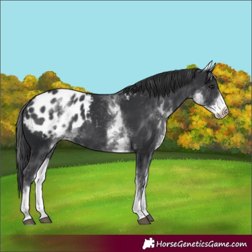 Horse Color:White Spotted Black Appaloosa Rabicano