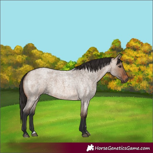 Horse Color:Brown Roan Dun