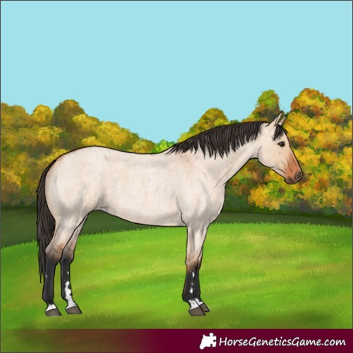Horse Color:Bay Roan Dun