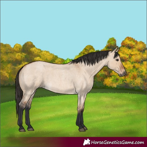 Horse Color:Bay Roan Dun 