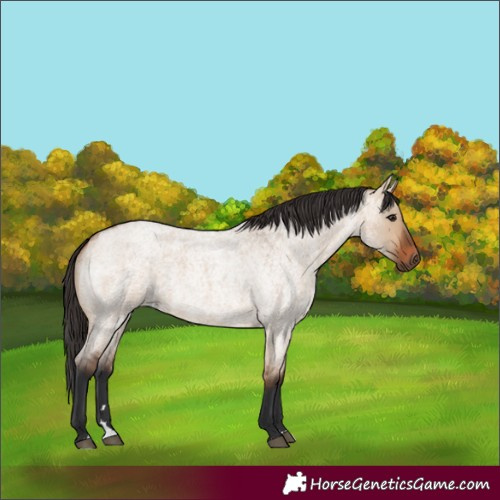 Horse Color:Bay Roan Dun
