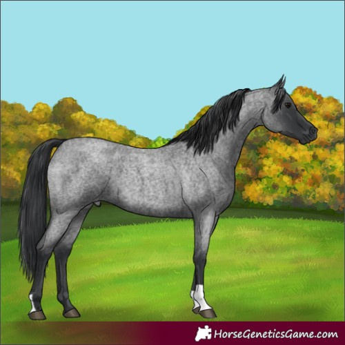 Horse Color:Blue Roan