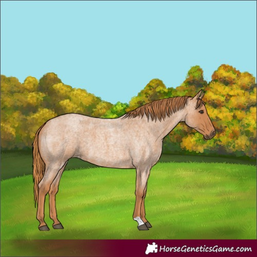 Horse Color:Red Roan