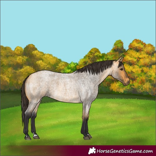 Horse Color:Buckskin Roan