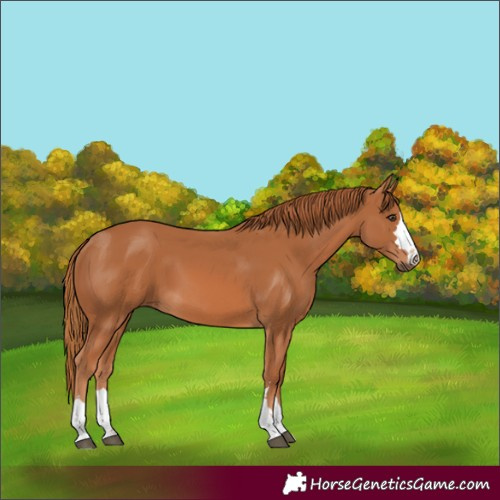 Horse Color:Chestnut 