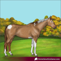Horse Color:Gray Red Dun Tobiano