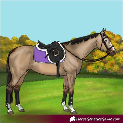 Horse Color:Gray Bay Dun 