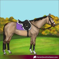 Horse Color:Gray Bay Dun 
