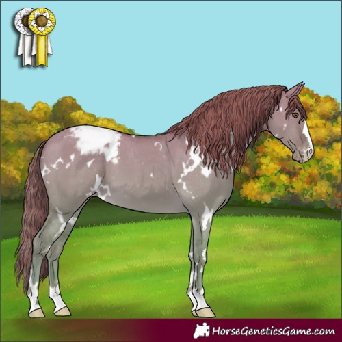 Horse Color:White Spotted Classic Cream Champagne Dun Appaloosa