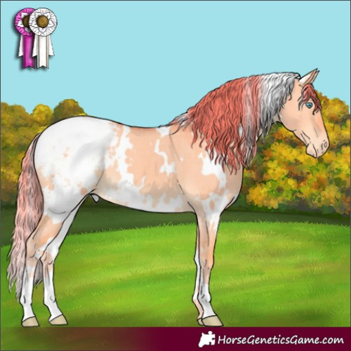 Horse Color:White Spotted Perlino Dun Appaloosa